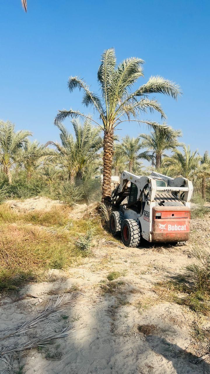 نخل به  آستارا رسید|خدمات باغبانی و درختکاری|آستارا, |دیوار