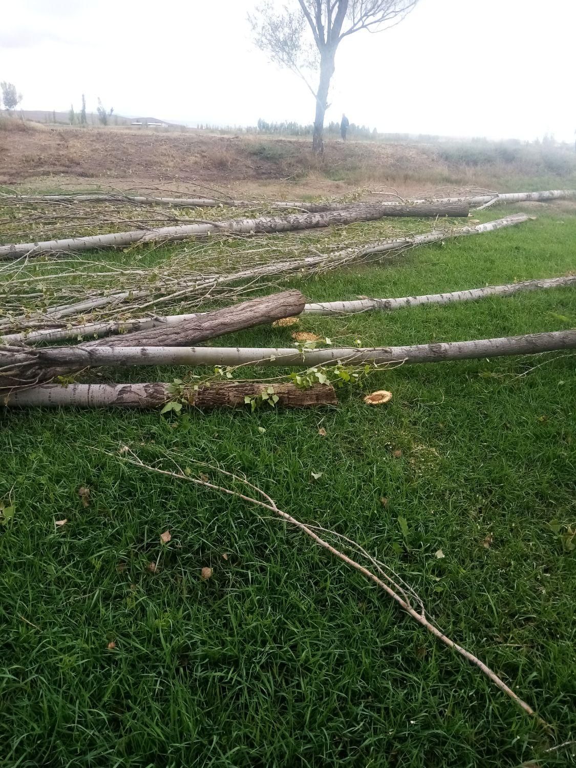 هرس کردن درختان وخرید چوب درهمه مکان|خدمات باغبانی و درختکاری|اردبیل, |دیوار