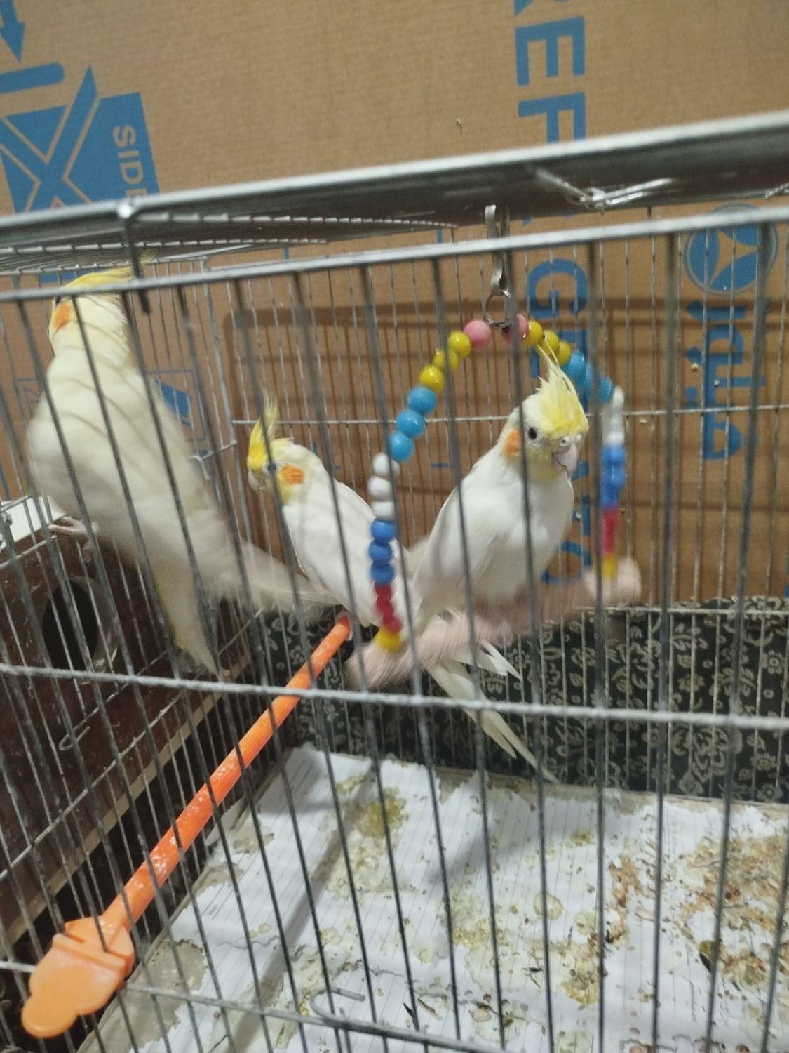 سه تا عروس هلندی|پرنده|آذرشهر, |دیوار