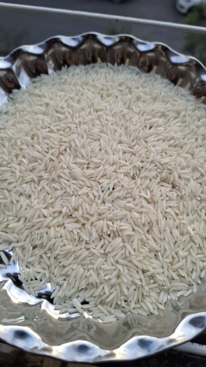 برنج  دانه بلند دم سیاه (صدری) مزارع شهرستان شفت|عمده‌فروشی|رشت, یخسازی|دیوار