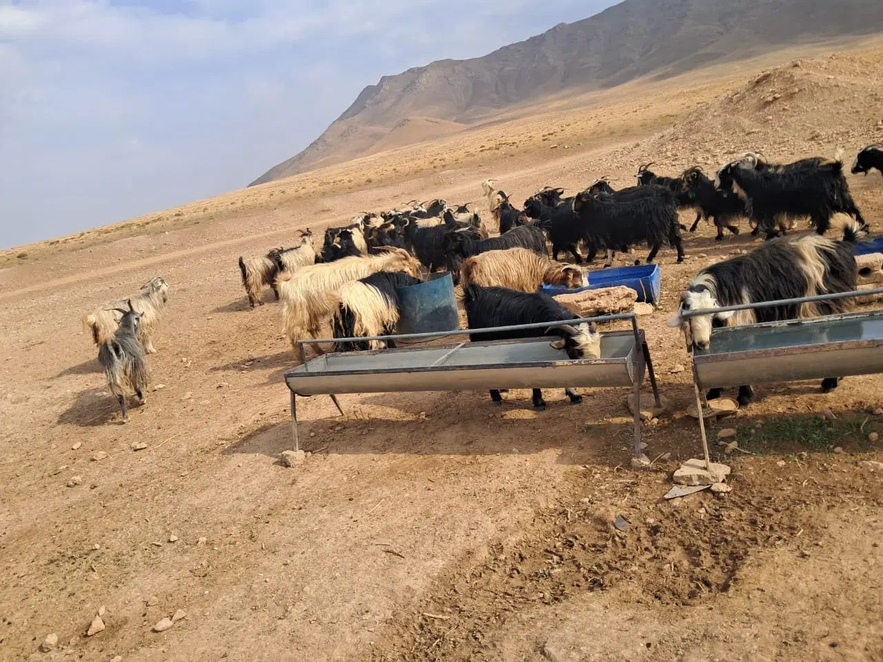 بز میش بره|حیوانات مزرعه|اصفهان, تیران|دیوار