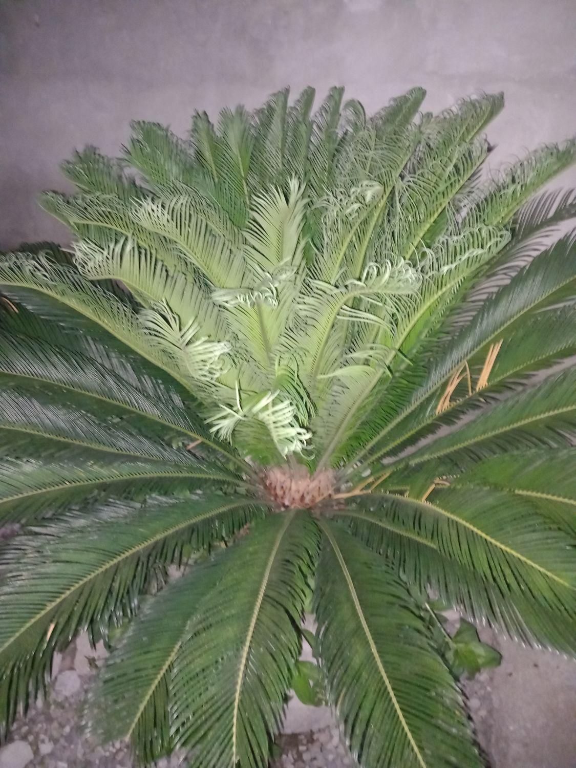 گل سیکاس|گل و گیاه طبیعی|بابل, |دیوار