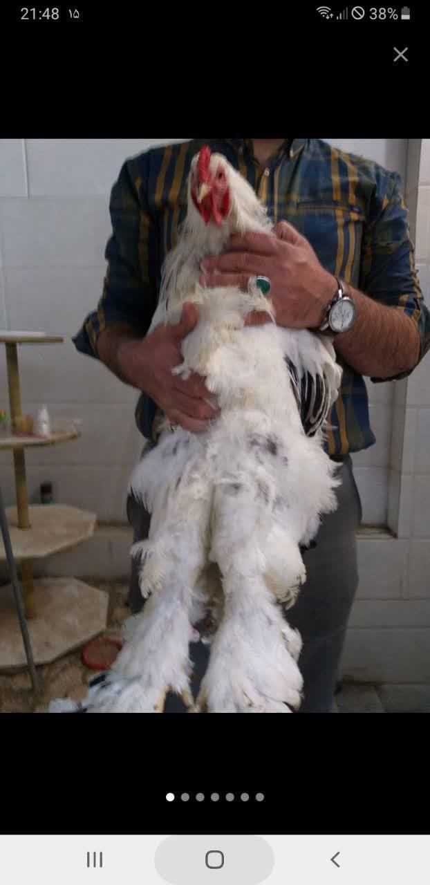 فروش جوجه برهما اصل رومانی|حیوانات مزرعه|قم, حنیف نژاد|دیوار