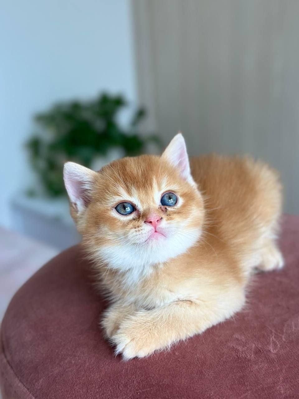 مجموعه اصیل ترین گربه ها(پرشین بریتیش اسکاتیش)|گربه|اهواز, کیانپارس |دیوار