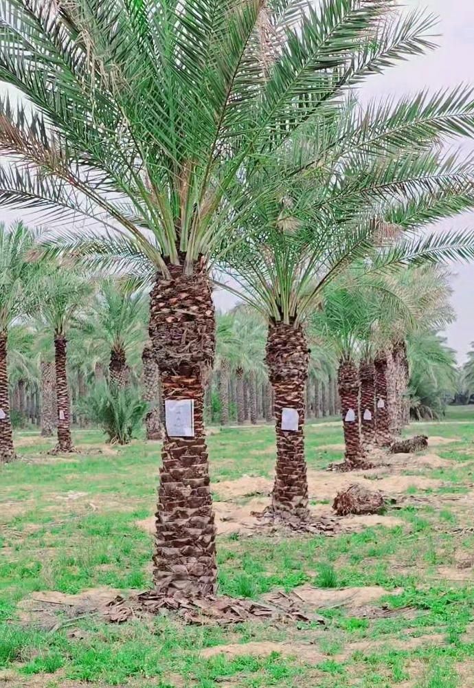 پالم فونیکس لاتانیا بزرگترین مزرعه نخل ایران|خدمات باغبانی و درختکاری|کرج, مهرویلا جنوبی|دیوار