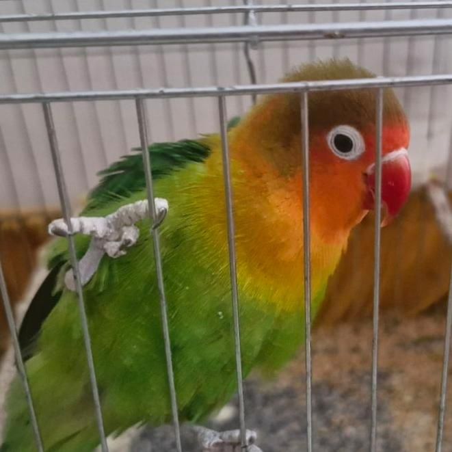 طولی برزیلی|پرنده|دزفول, |دیوار