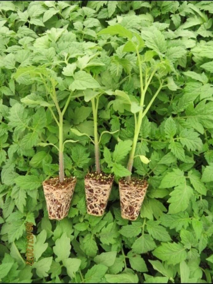 نشا گوجه بادمجان فلفل|خدمات باغبانی و درختکاری|نهاوند, |دیوار