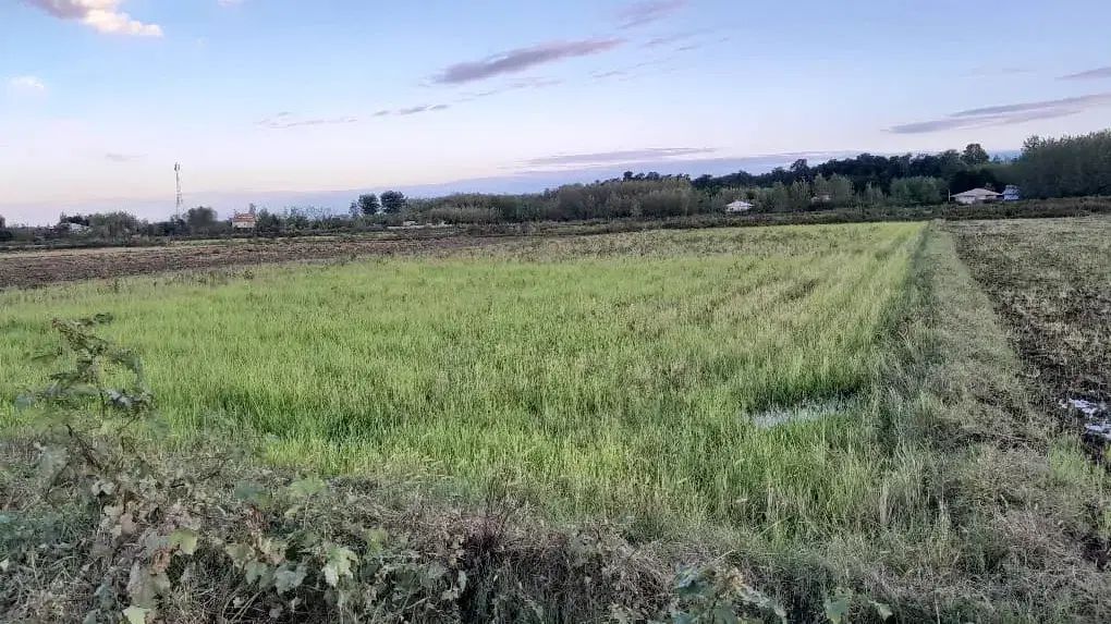 زمین کشاورزی ضیابر|فروش دفتر صنعتی، کشاورزی، تجاری|رشت, رشتیان|دیوار