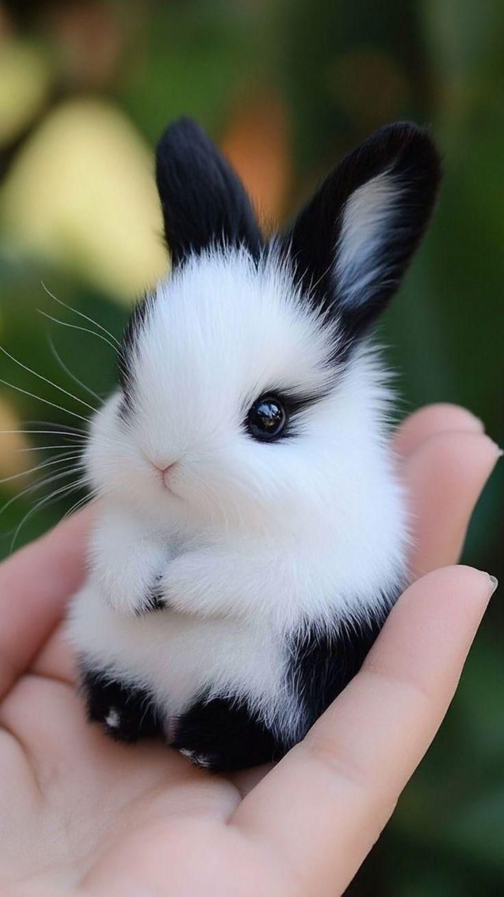 چشم آهویی مینیاتوری مینی لوپ فانتزی ریزه|موش و خرگوش|اصفهان, نقش جهان|دیوار