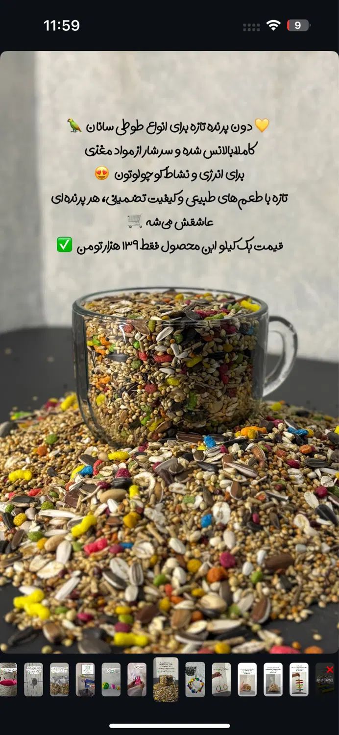 دون پرنده عروس هلندی شاه طوطی انواع طوطی سانان|لوازم جانبی حیوانات|رباط‌کریم, رباط‌کریم|دیوار