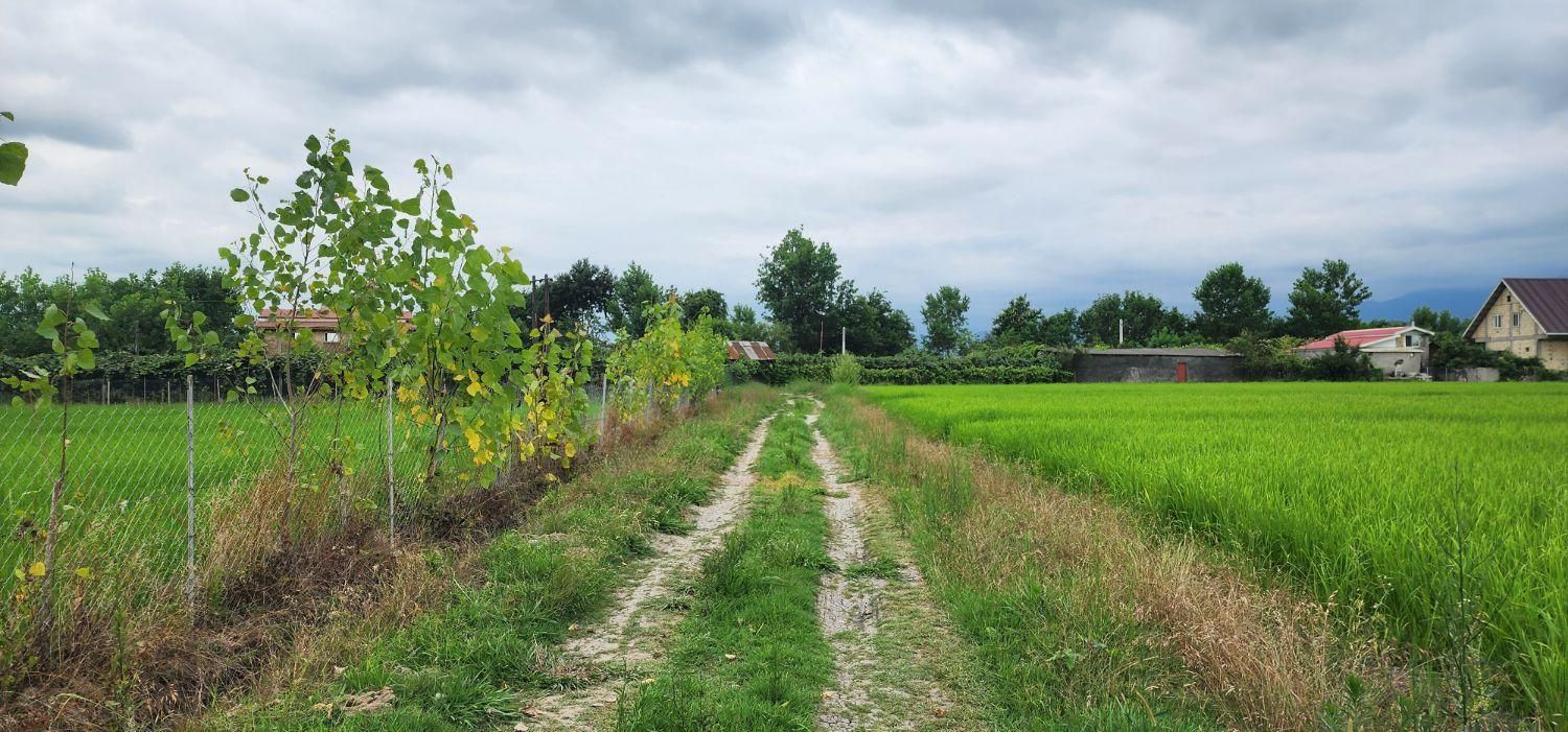 فروش زمین /مزرعه ۸۲۰۰ /مترمربع/ خاصه سرا/جماکو|فروش زمین و ملک کلنگی|تالش, هشتپر|دیوار