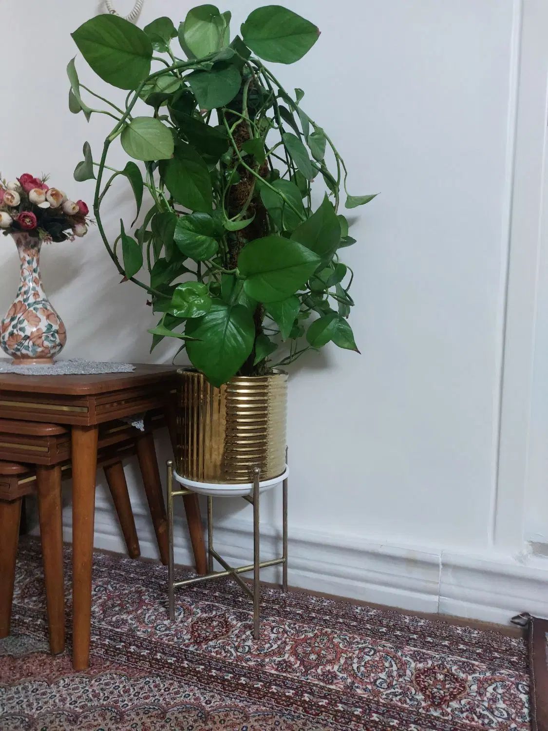 گل آپارتمانی|گل و گیاه طبیعی|تهران, دولاب|دیوار