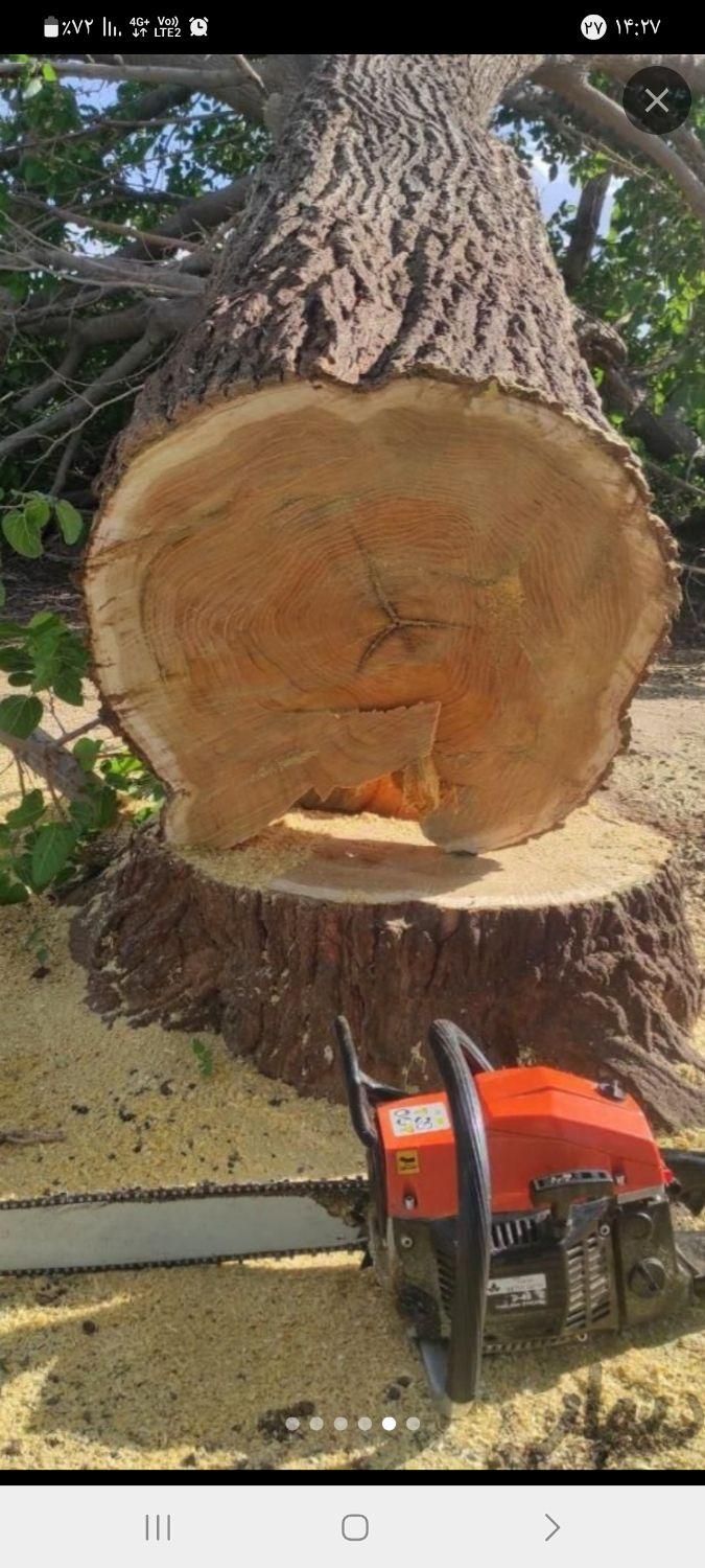 درخت بری،شاخه بری،هرس وفرم دهی|خدمات باغبانی و درختکاری|اهواز, کوی ملی راه|دیوار