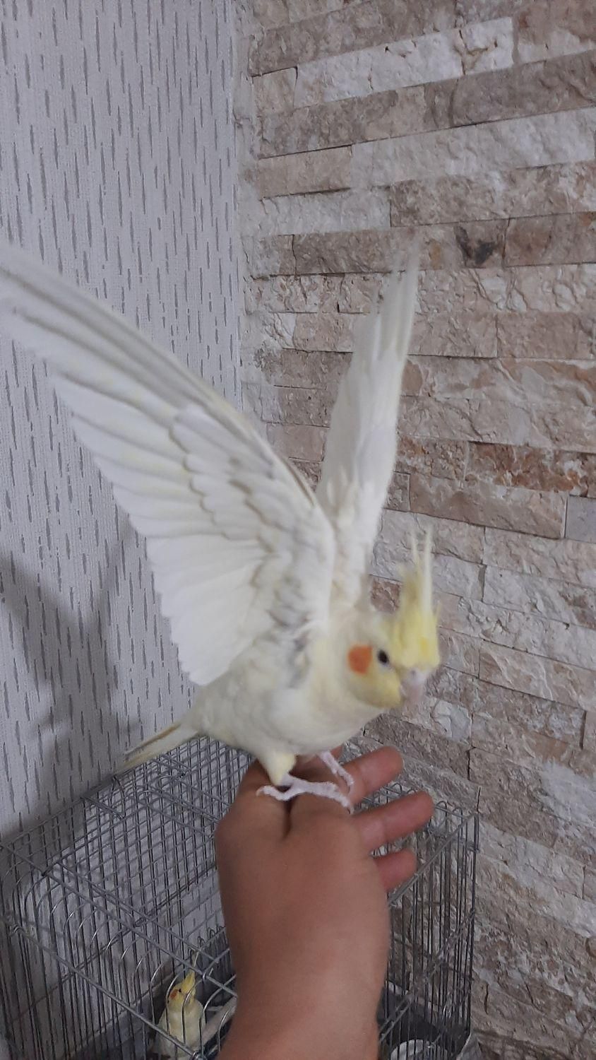 عروس هلندی لوتینو|پرنده|مشکیندشت, |دیوار