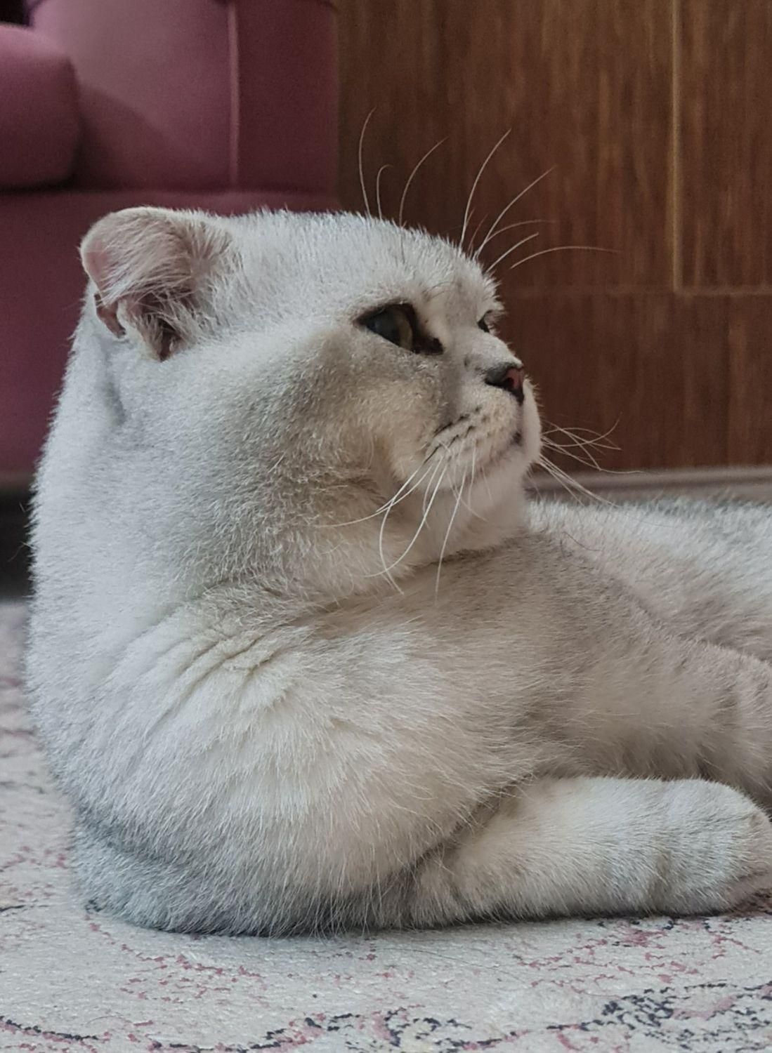 گربه نر اسکاتیش فولد سیلور کد ns11|گربه|کرج, گلشهر|دیوار