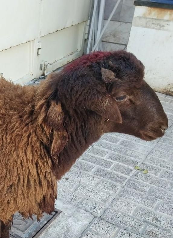 ذبح گوسفند زنده و گوسفند خونی|خدمات پذیرایی، مراسم|مشهد, انقلاب|دیوار