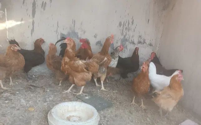 مرغ کوردی تخمگذار درشت و سالم بادوعددخروس.|حیوانات مزرعه|ایلام, |دیوار
