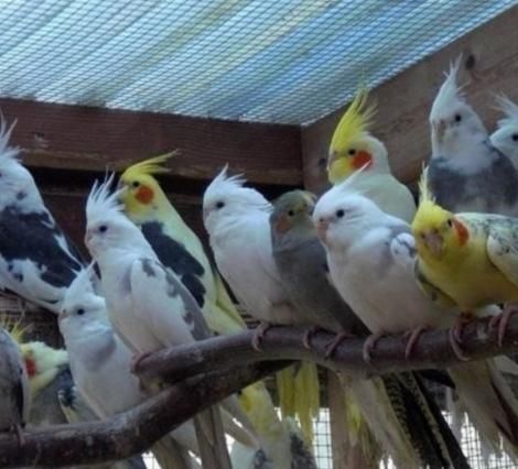 عروس هلندی پیدا شده / گم شده ها|حیوانات|رشت, سلیمانداراب|دیوار