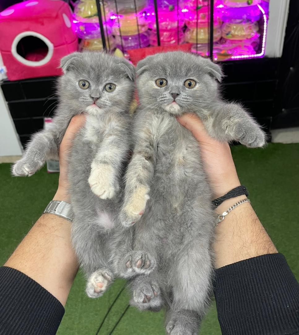 شهر گربه های اسکاتیش اشرافی|گربه|کرمانشاه, |دیوار