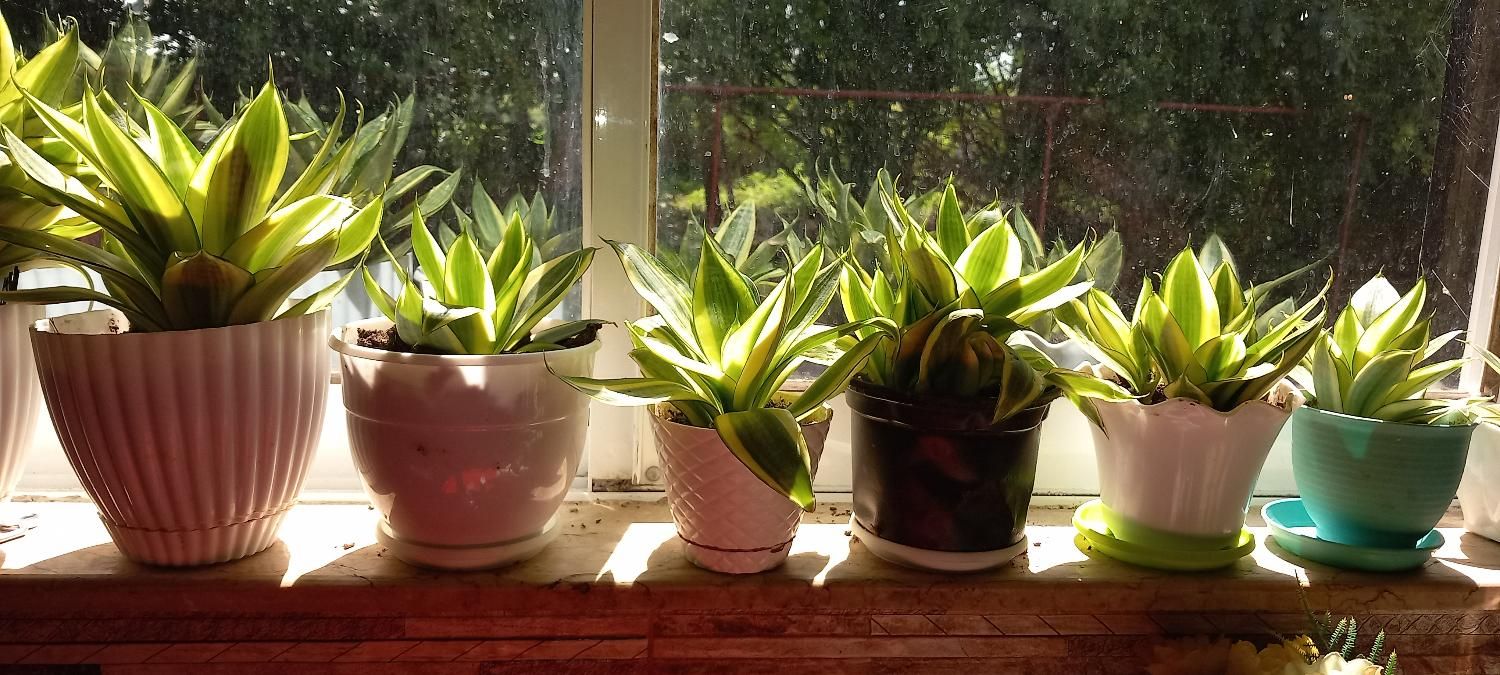 گل سانسوریا|گل و گیاه طبیعی|رشت, توشیبا|دیوار