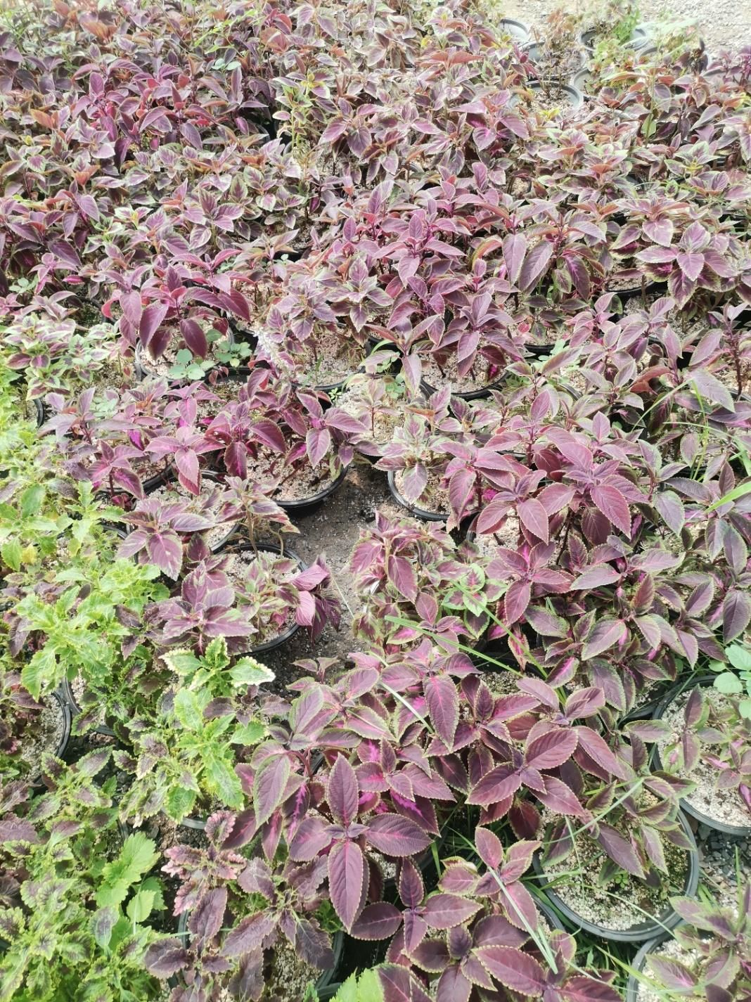 حسن یوسف 70|گل و گیاه طبیعی|مشهد, الهیه|دیوار