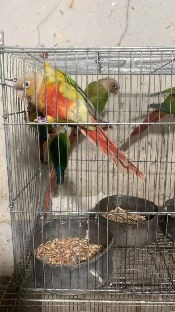 خریدوفروش انواع پرنده وکبوتروقفس ولوازم ودان ودارو|پرنده|آمل, |دیوار