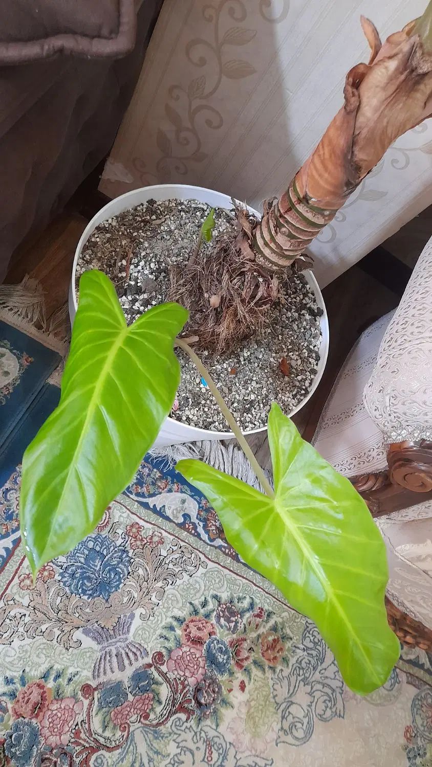 گل بابا آدم|گل و گیاه طبیعی|تهران, سعیدآباد|دیوار