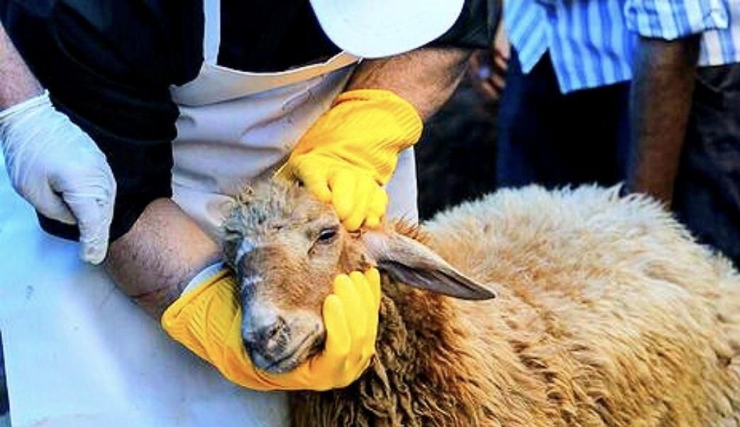 50٪تخفیف فقط تاآخرهفته/گوسفند ضمانتی*زنده/خونی|حیوانات مزرعه|مشهد, عبادی|دیوار