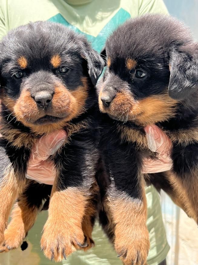 سگ روتوایلر تیپ حرفه ای پوزه مکعبی|سگ|تهران, جردن|دیوار