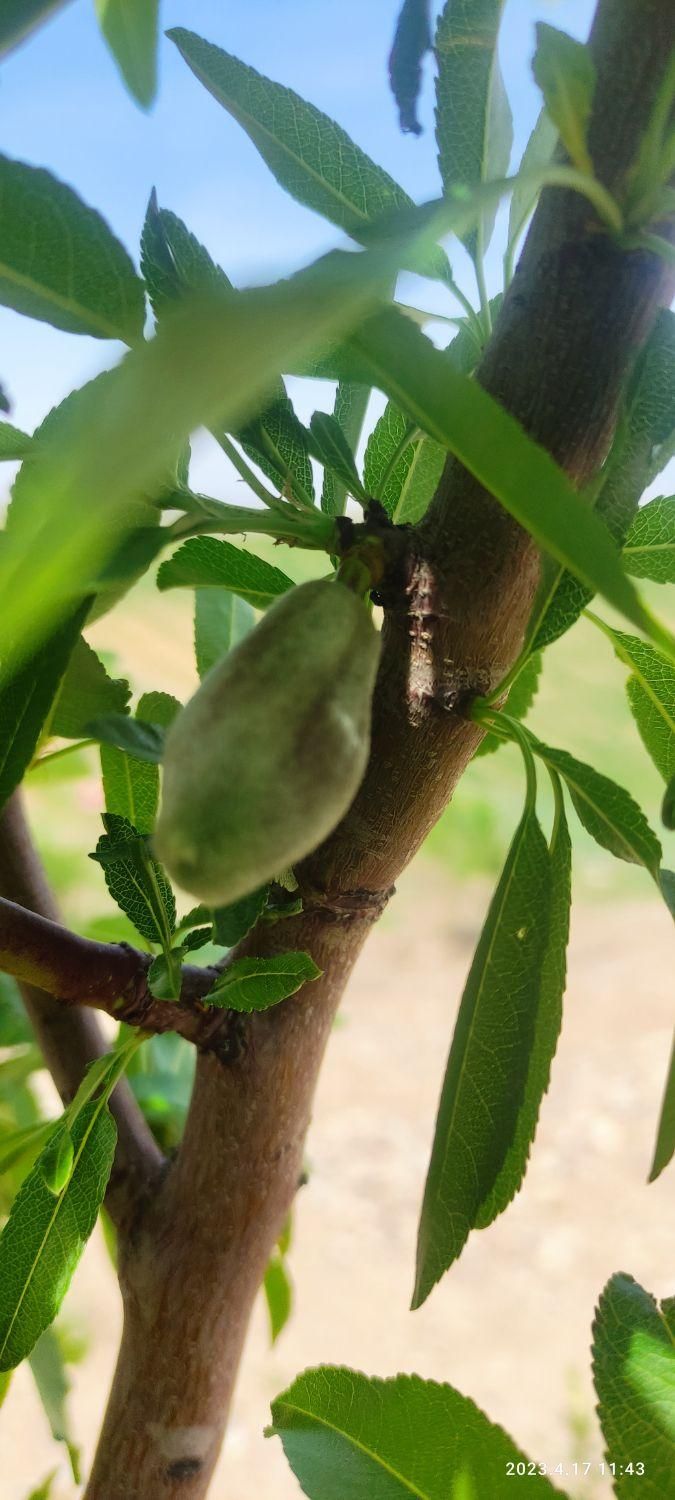 فروش باغ فنس شده قره بلاغ|فروش زمین و ملک کلنگی|میانه, |دیوار