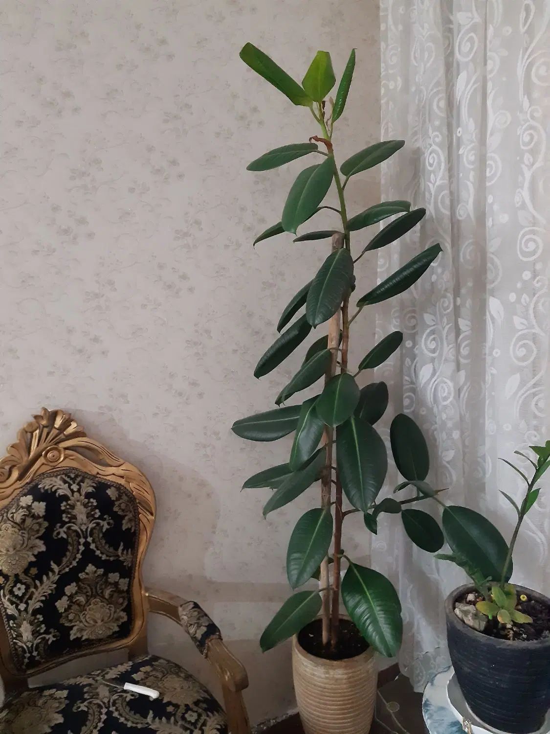 گل فیلکوس بزگ شاداب|گل و گیاه طبیعی|مشهد, امیریه|دیوار