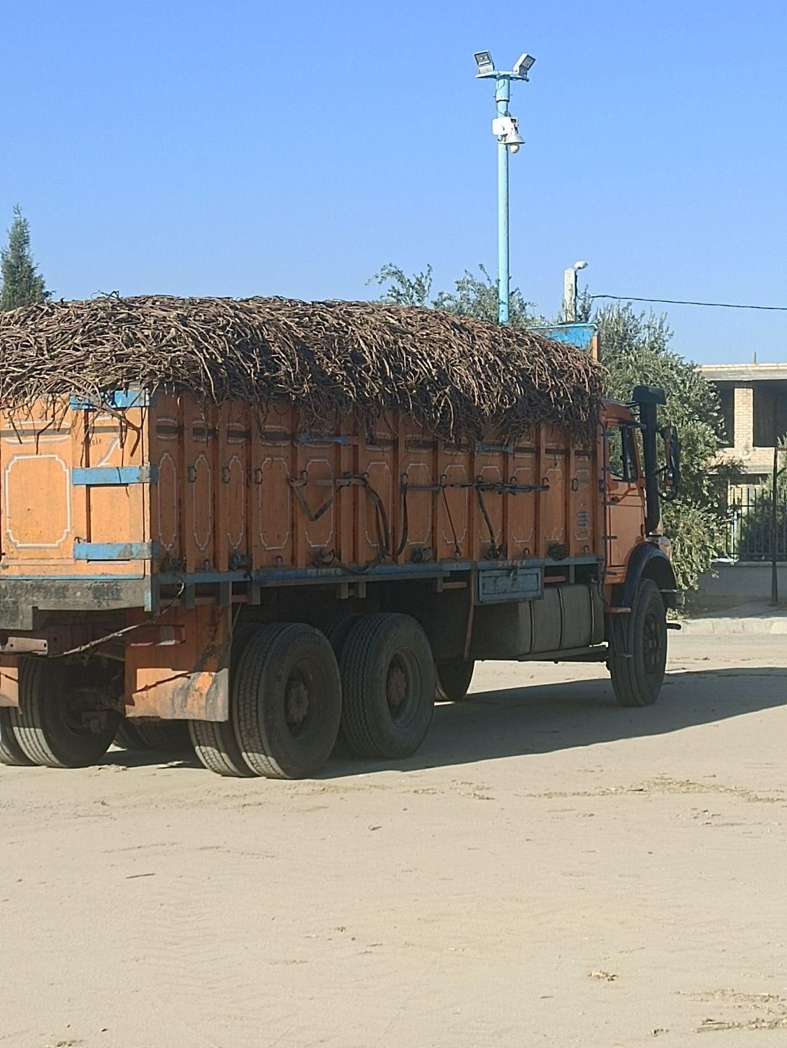 خرید ریشه محک( شیرین بیان)|خدمات باغبانی و درختکاری|شیراز, شاهچراغ|دیوار