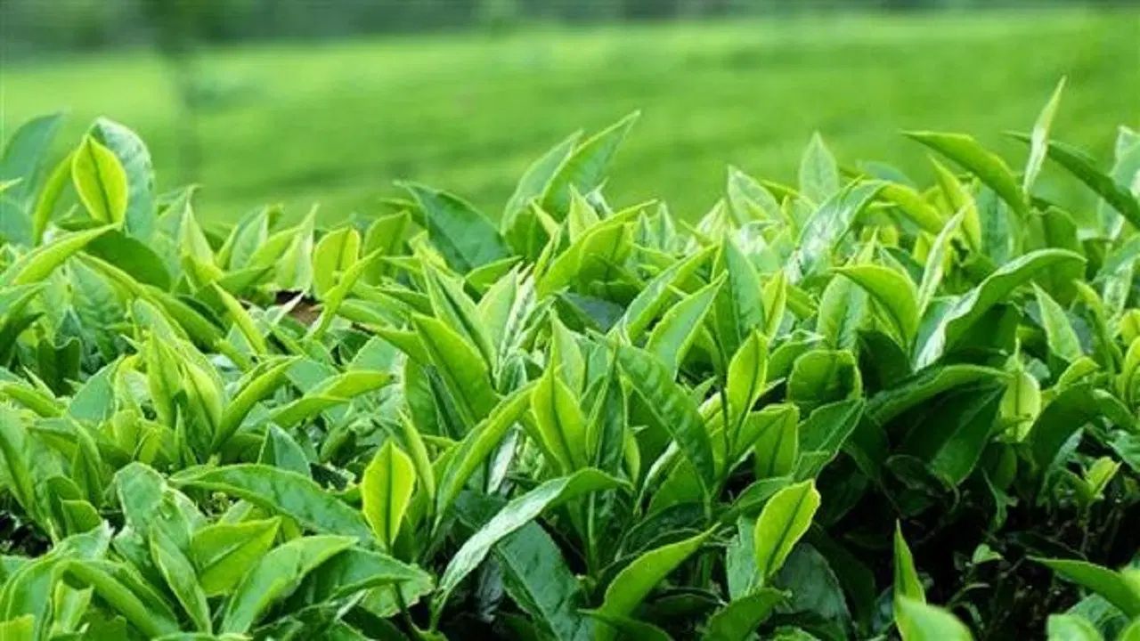 چای قلم بهاره لاهیجان|خوردنی و آشامیدنی|تهران, شمشیری|دیوار