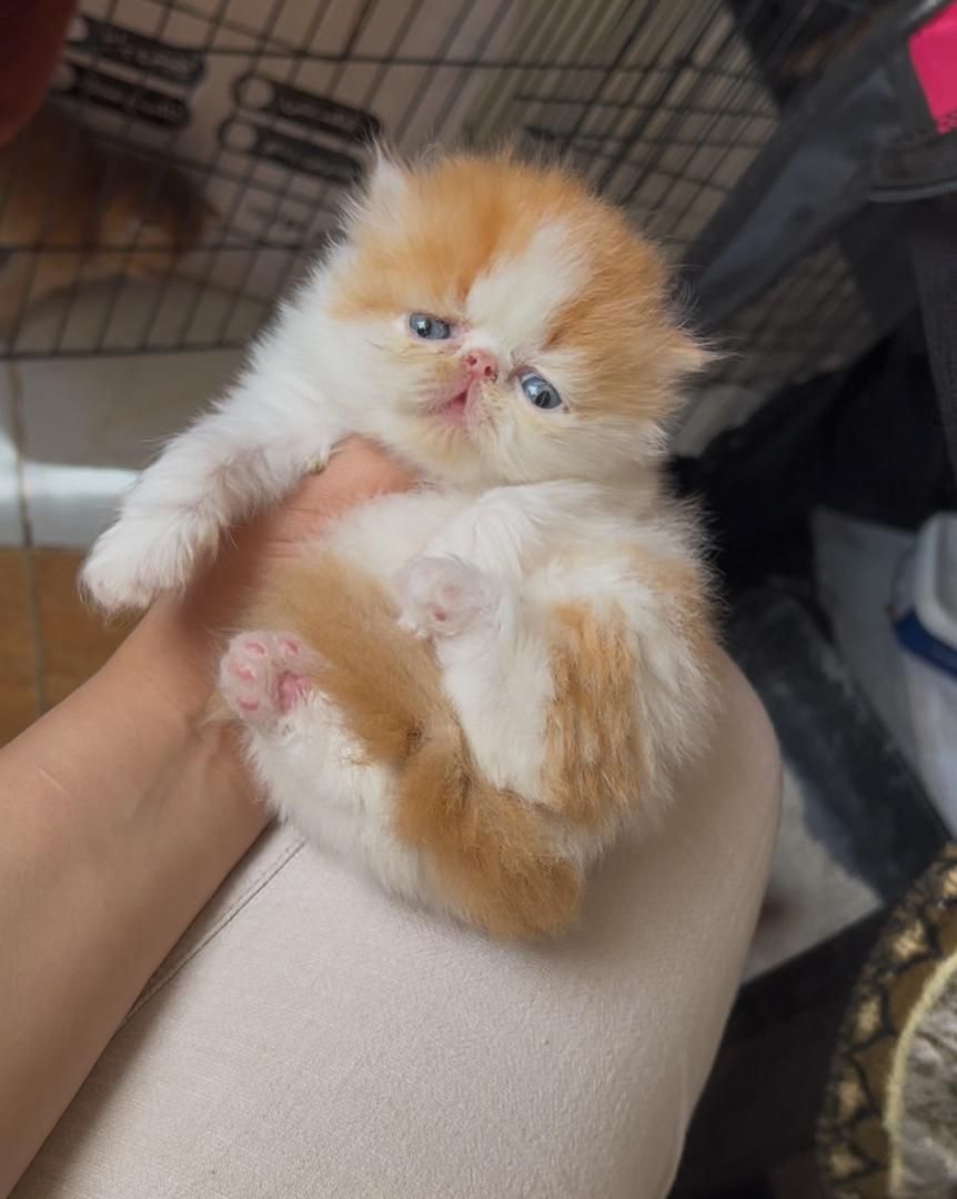 دنیای گربه های خاص و گوگولی (پرشین بریتیش اسکاتیش)|گربه|شیراز, دروازه اصفهان|دیوار