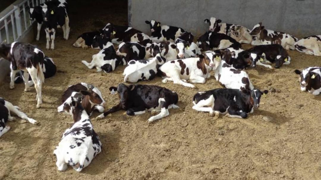 دامزنده قرینطنه شده گوساله پرواری|حیوانات مزرعه|تهران, جوادیه تهرانپارس|دیوار