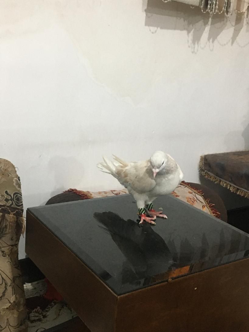 کفتری شهری سوسنی نر خوب|پرنده|شیراز, ده پیاله|دیوار