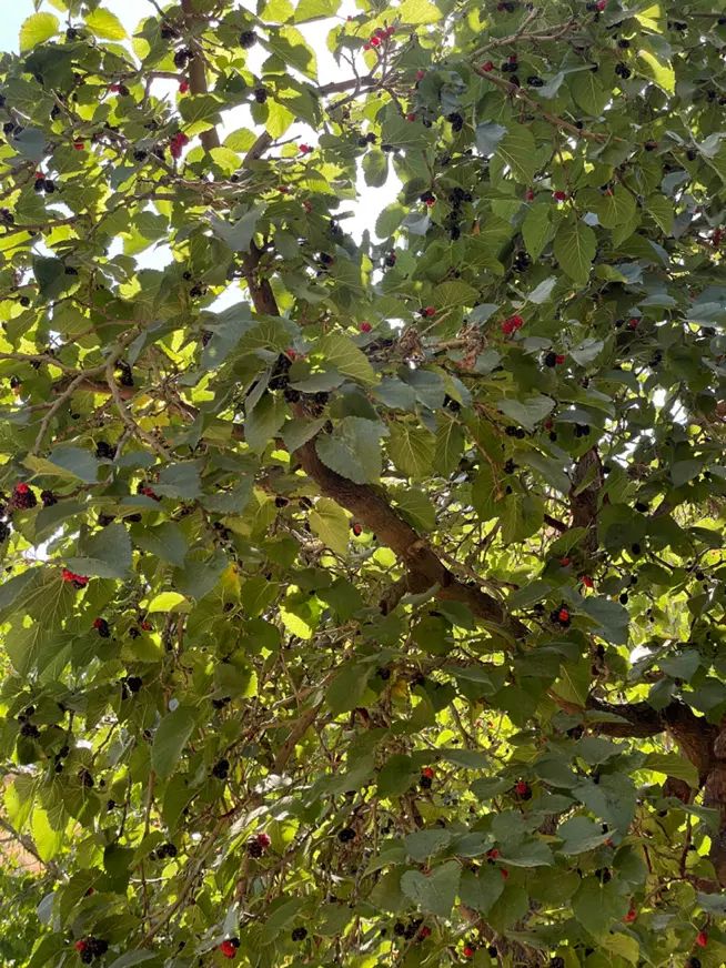 باغ روستای ازغد طرقبه|فروش زمین و ملک کلنگی|مشهد, آزادشهر|دیوار