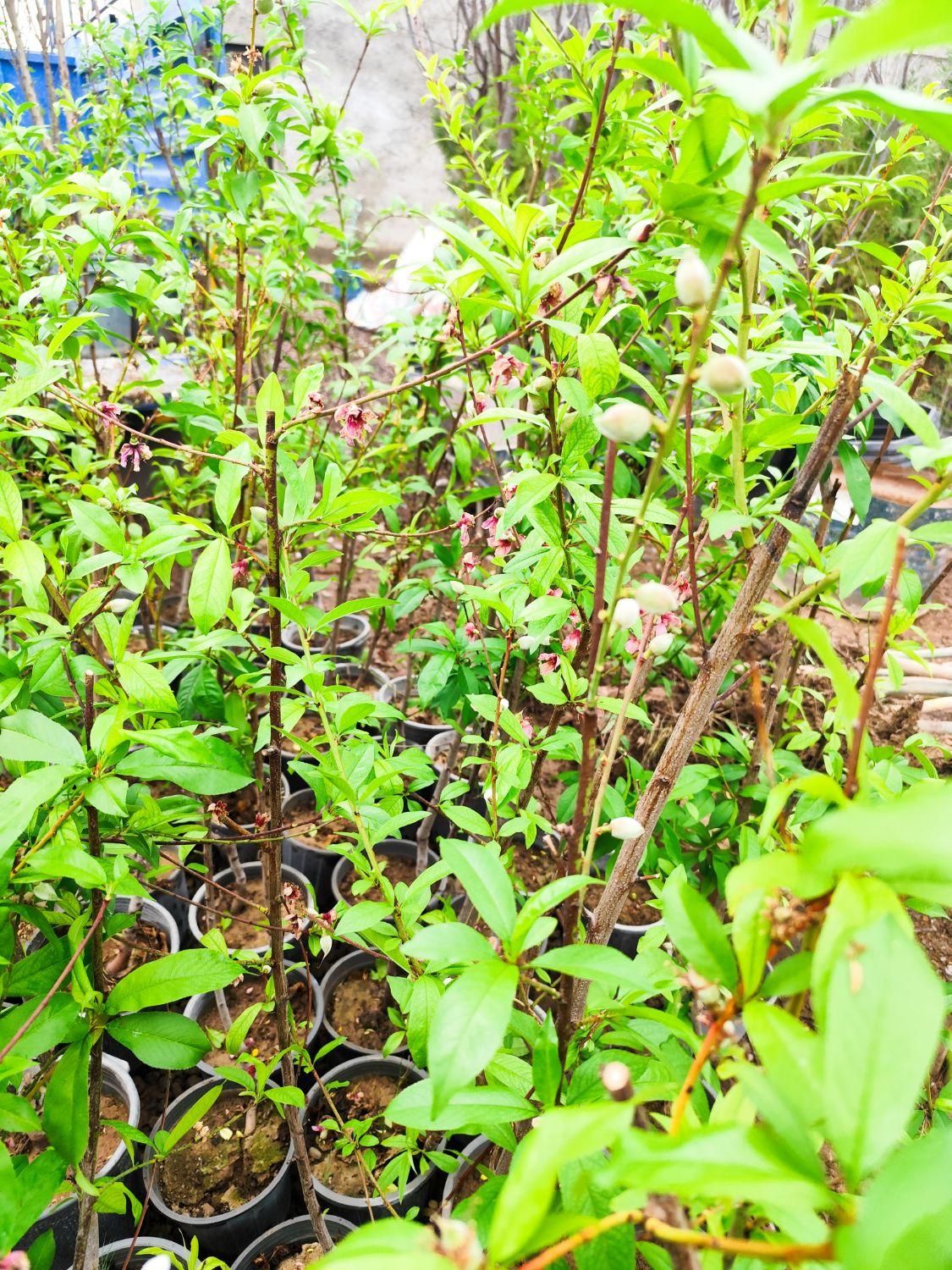 نهال های میوه گلدانی ریشه پر|گل و گیاه طبیعی|صوفیان, |دیوار