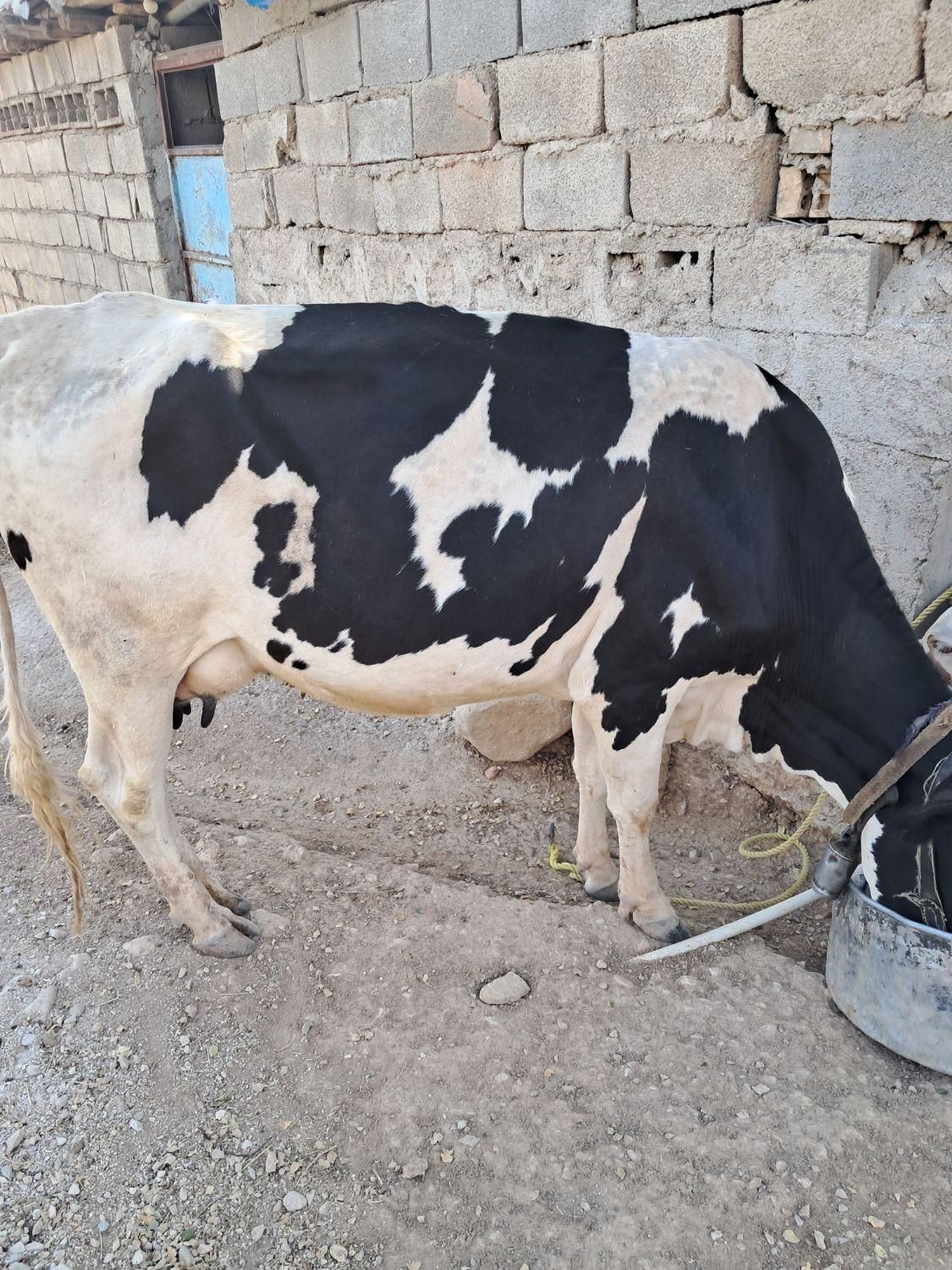 گاودورگ گوساله ماده|حیوانات مزرعه|اندیکا, |دیوار
