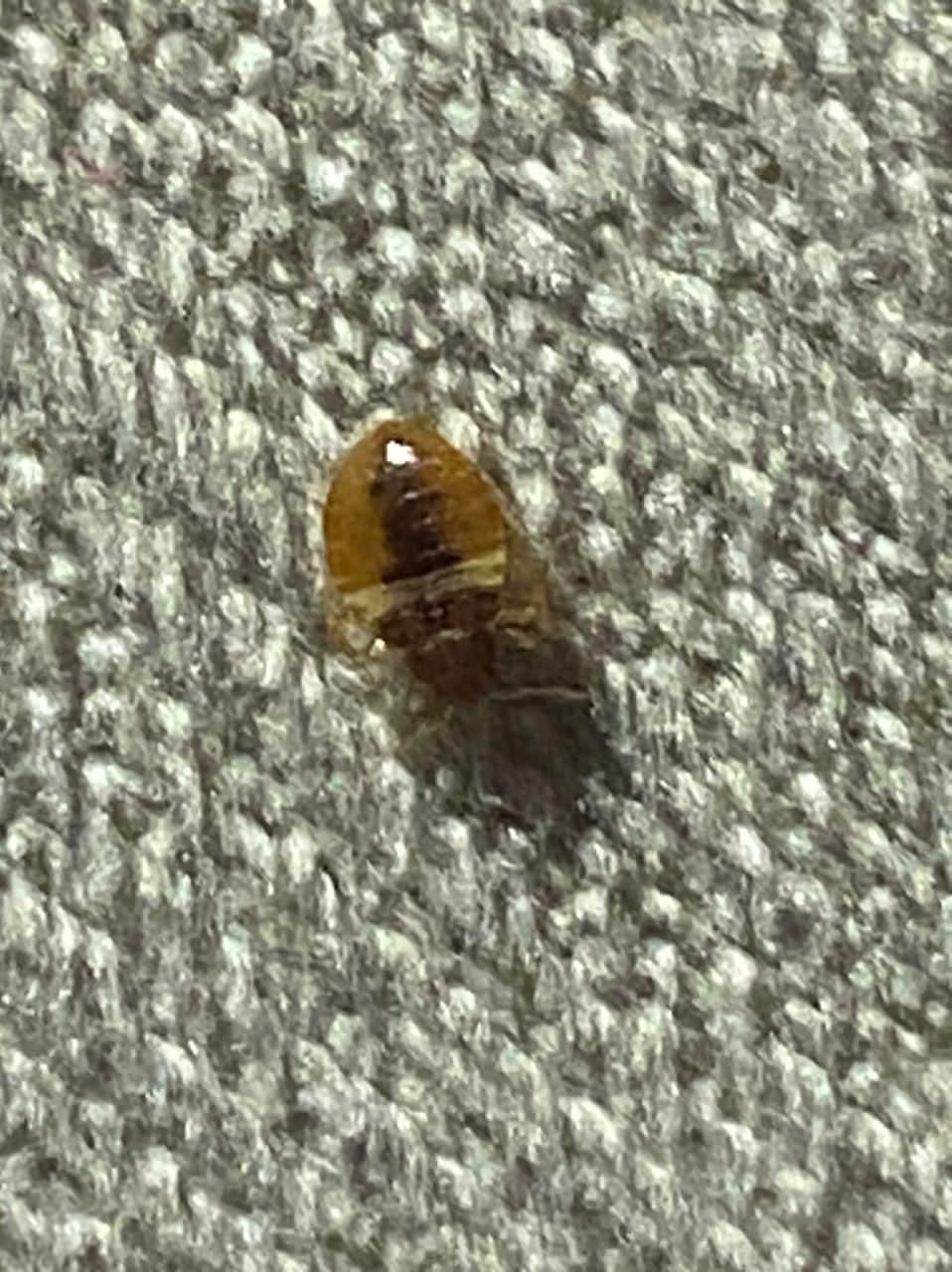 سمپاشی منزل سم پاشی ساس100درصد تضمینی|خدمات نظافت|گرگان, |دیوار