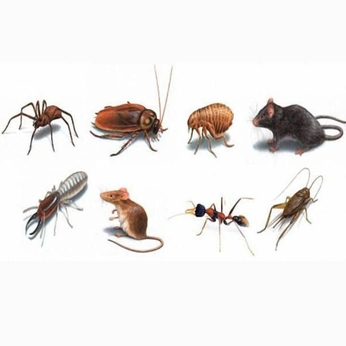 مرکزسم پاشی وضدعفونی سمپاشی تمامی حشرات|خدمات نظافت|کرمانشاه, |دیوار