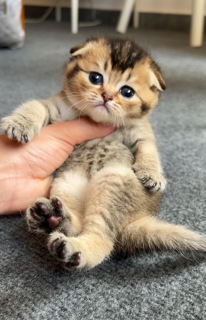 دنیای گربه های اسکاتیش فولد اصیل|گربه|رشت, دیلمان|دیوار