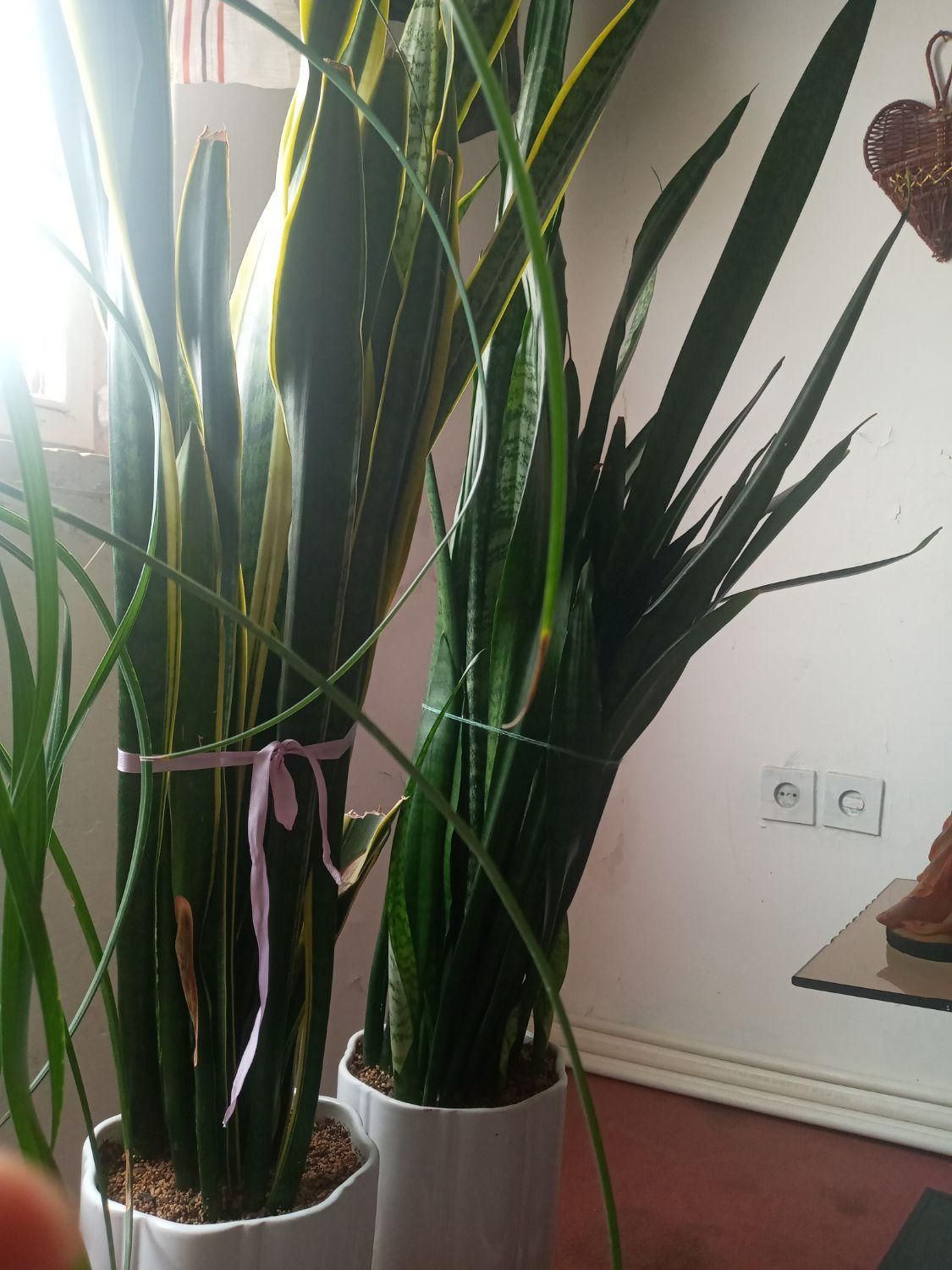 سانسوریا|گل و گیاه طبیعی|کرمان, |دیوار