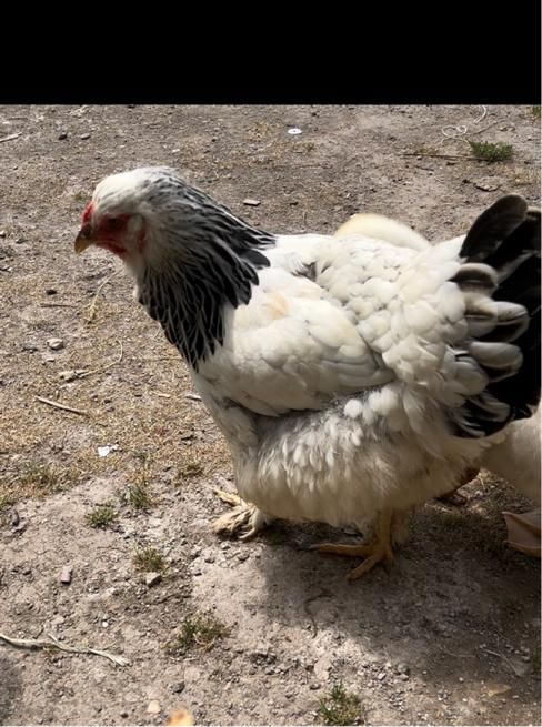 تخم مرغ برهما(امپراطور)|حیوانات مزرعه|رشت, دیانتی|دیوار