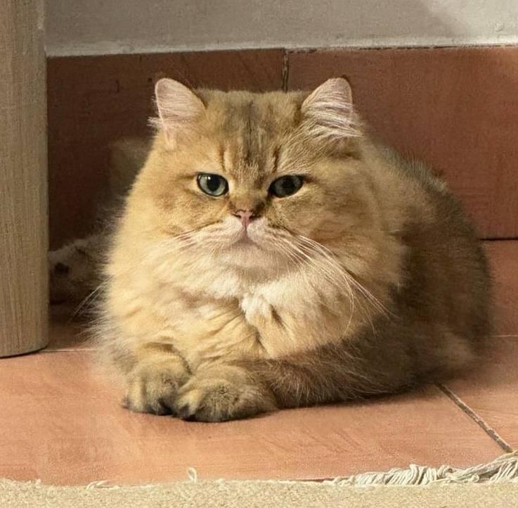 گربه اسکاتیش|گربه|سمنان, |دیوار