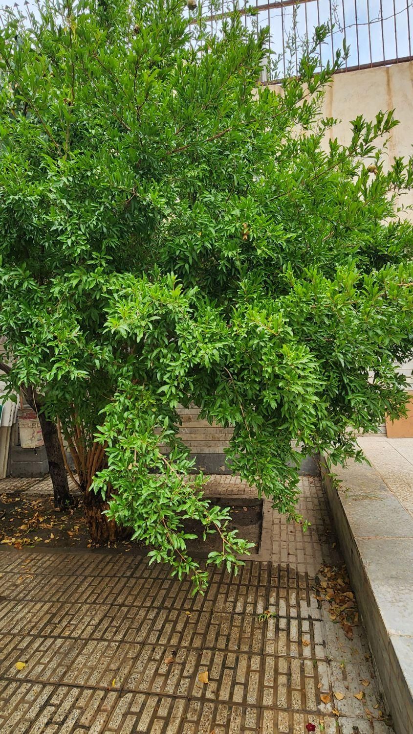 ویلایی دلباز شیک و بروز / وان اختصاصی / فردوسی|اجارهٔ خانه و ویلا|شاهین‌شهر, فردوسی|دیوار