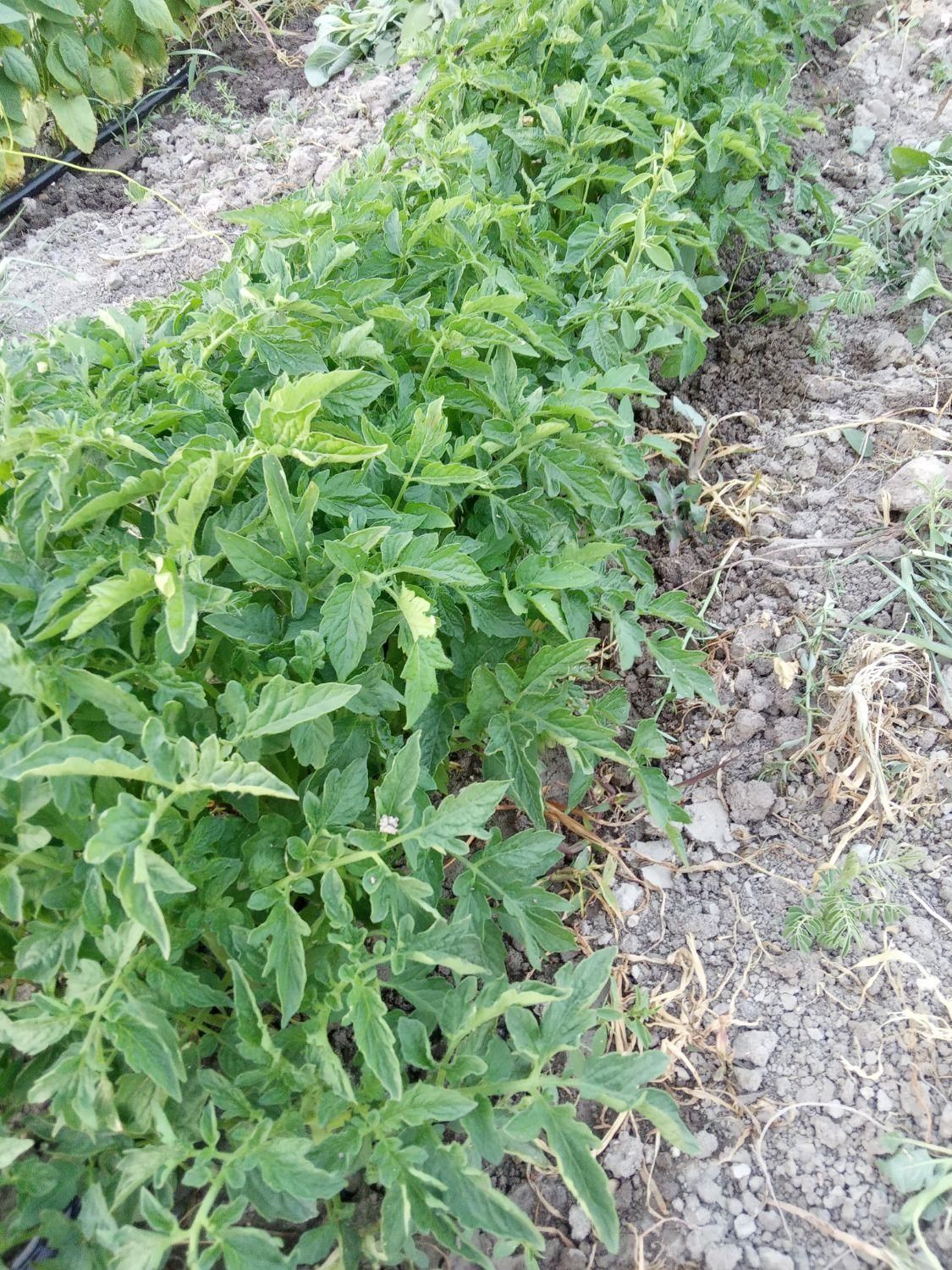 شتیل گوجه فرنگی|گل و گیاه طبیعی|ارومیه, |دیوار