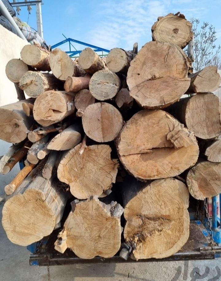 هرس قطع  انواع درختان با اره برقی ،علفزنی،سمپاشی|خدمات باغبانی و درختکاری|کرمانشاه, |دیوار