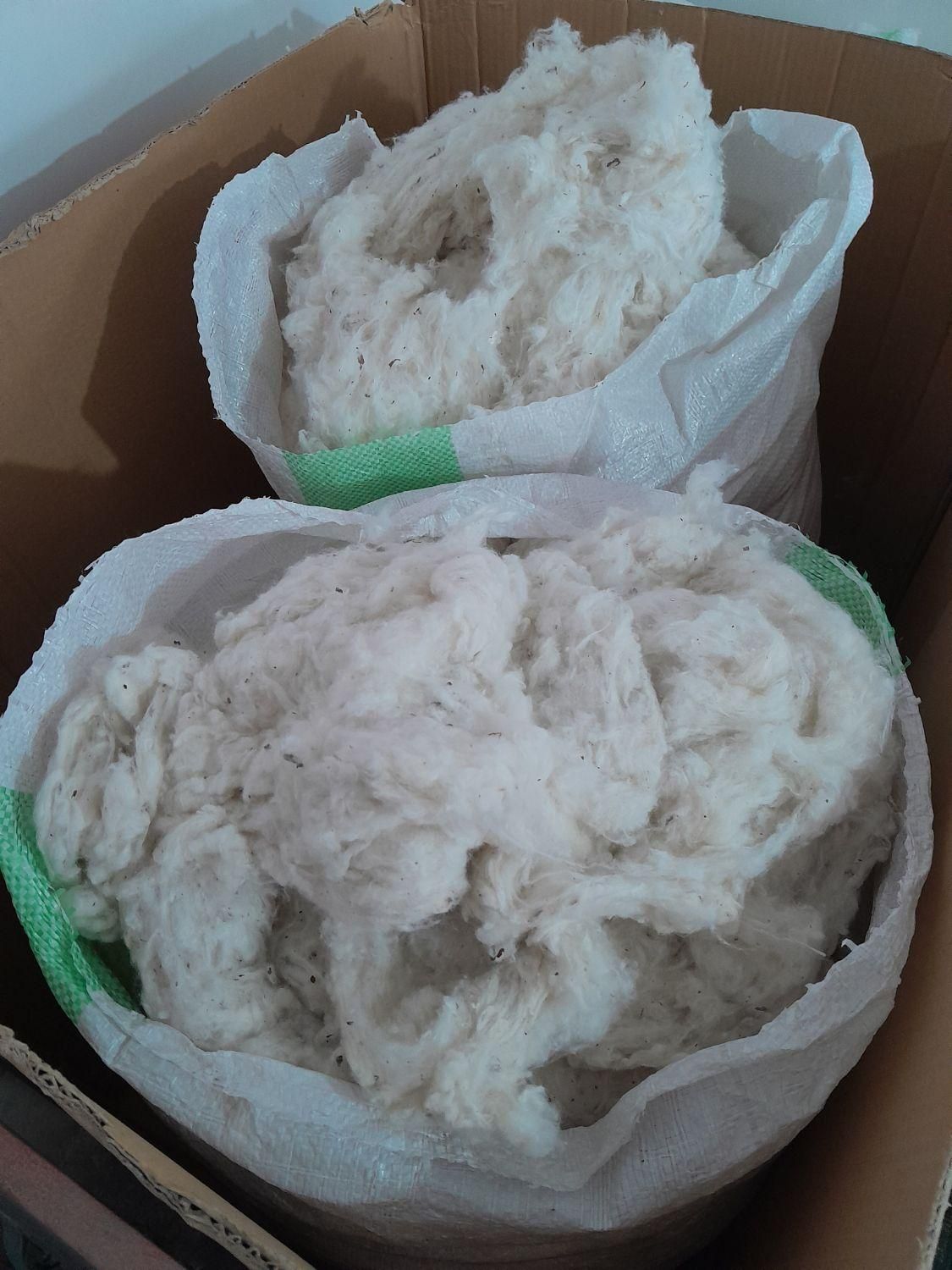 پنبه|آرایشی، بهداشتی، درمانی|گنبد کاووس, |دیوار