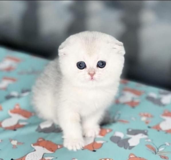 مجموعه گربه های اصیل و نژاد دار ( بازدید حضوری )|گربه|تهران, پونک|دیوار